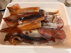 スルメイカの釣果