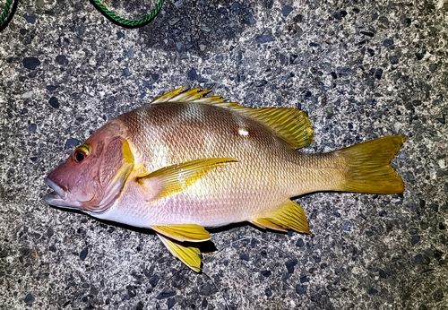 フエダイの釣果