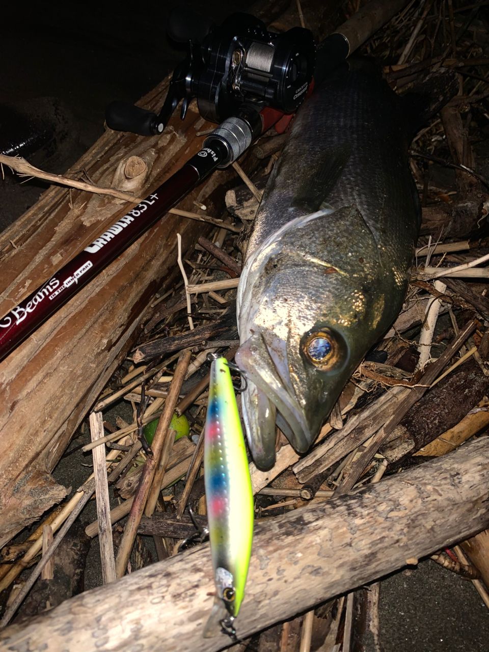 スズキの釣果写真