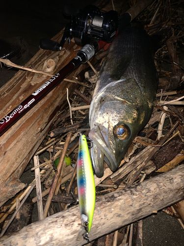 スズキの釣果