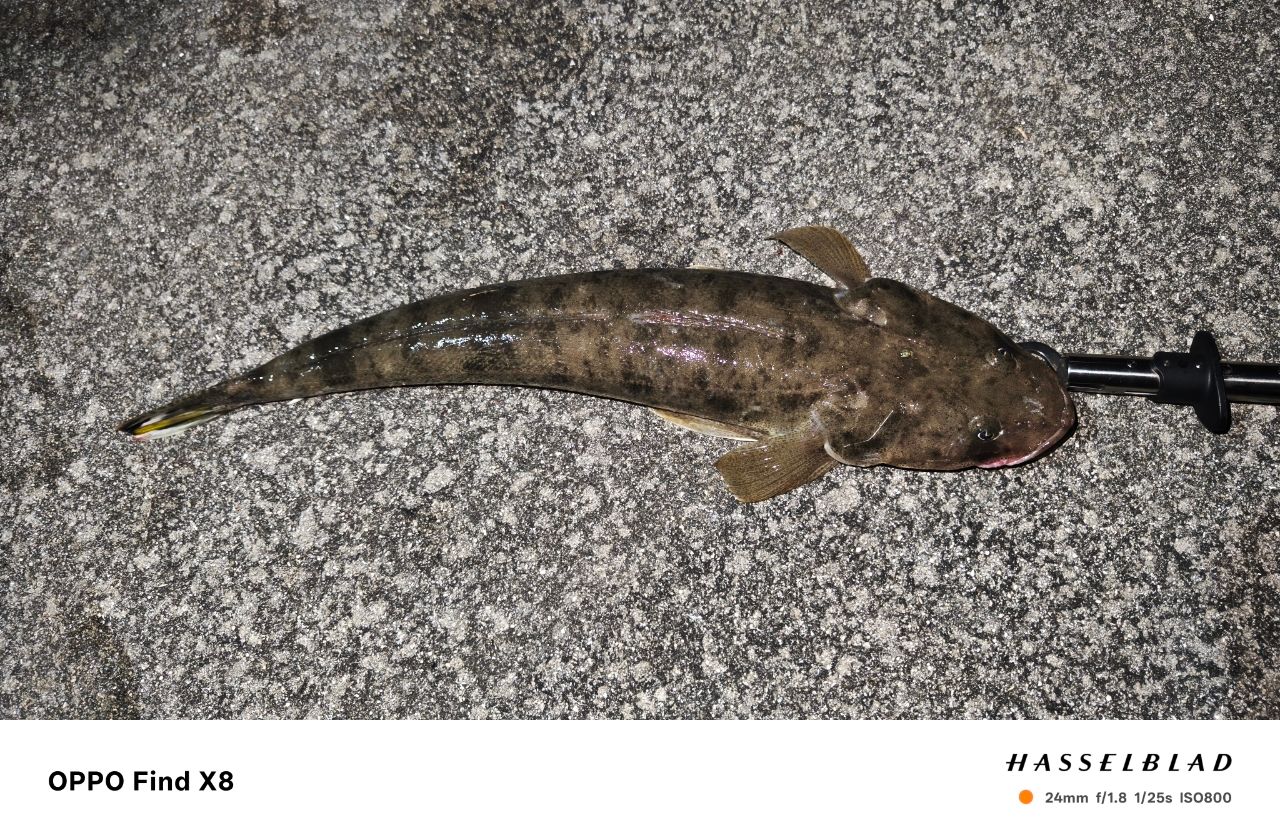 ミナミマゴチの釣果写真