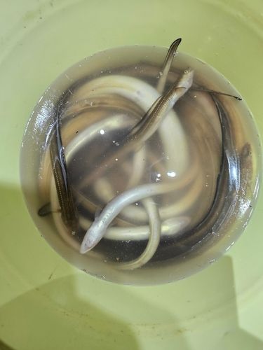 アナゴの釣果