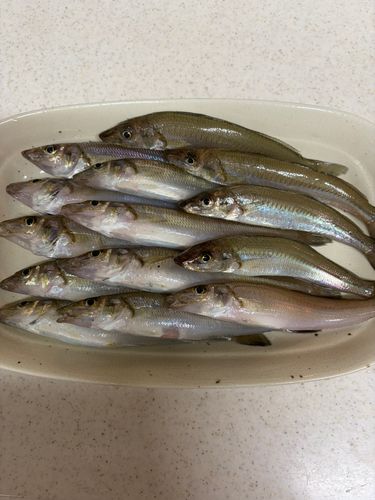 キスの釣果