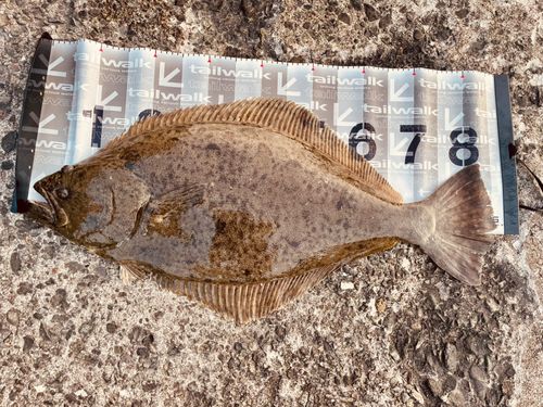 ヒラメの釣果