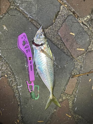 マアジの釣果