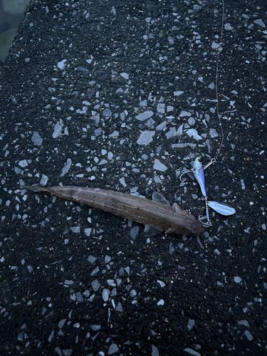 エソの釣果