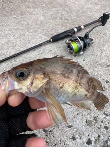 メバルの釣果