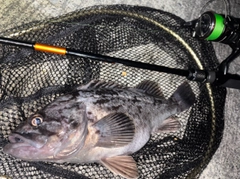 クロソイの釣果