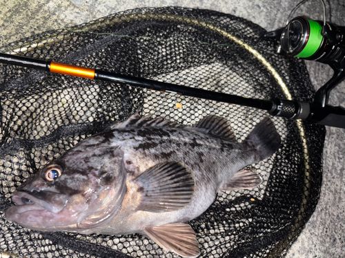 クロソイの釣果