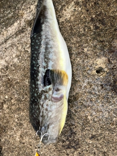 フグの釣果