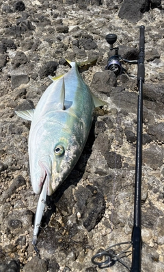 ワラサの釣果