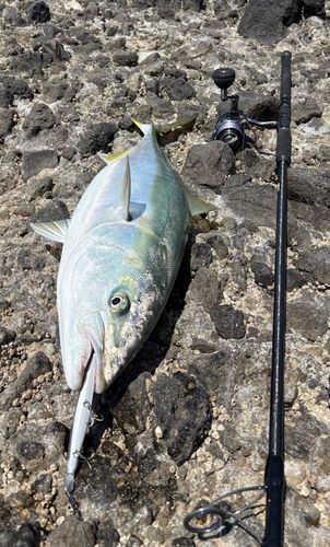 ワラサの釣果