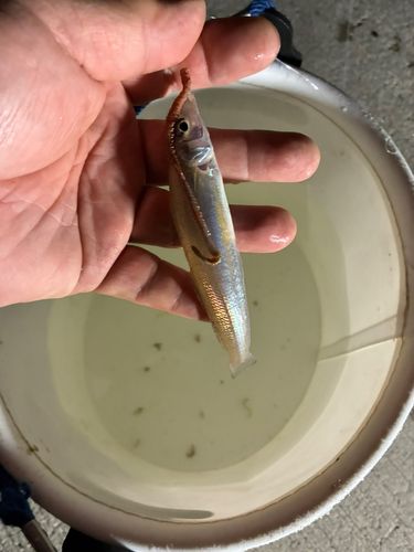 シロギスの釣果