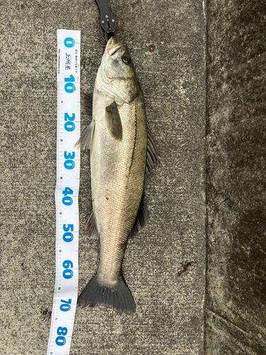 スズキの釣果