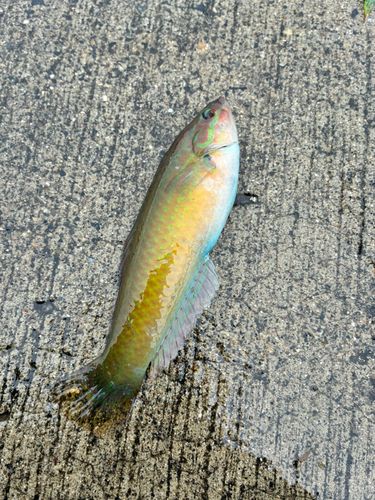 ベラの釣果