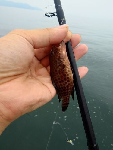 オオモンハタの釣果