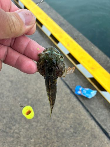 アサヒアナハゼの釣果