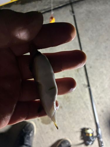 クサフグの釣果