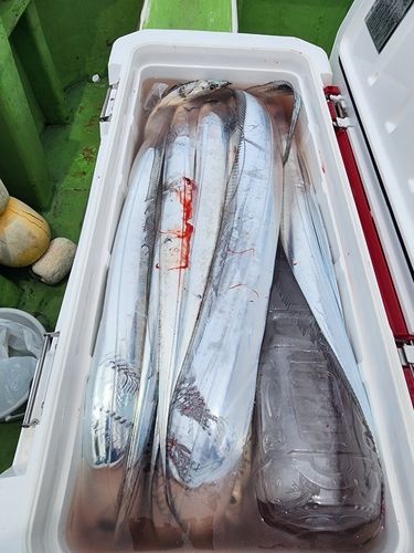 タチウオの釣果