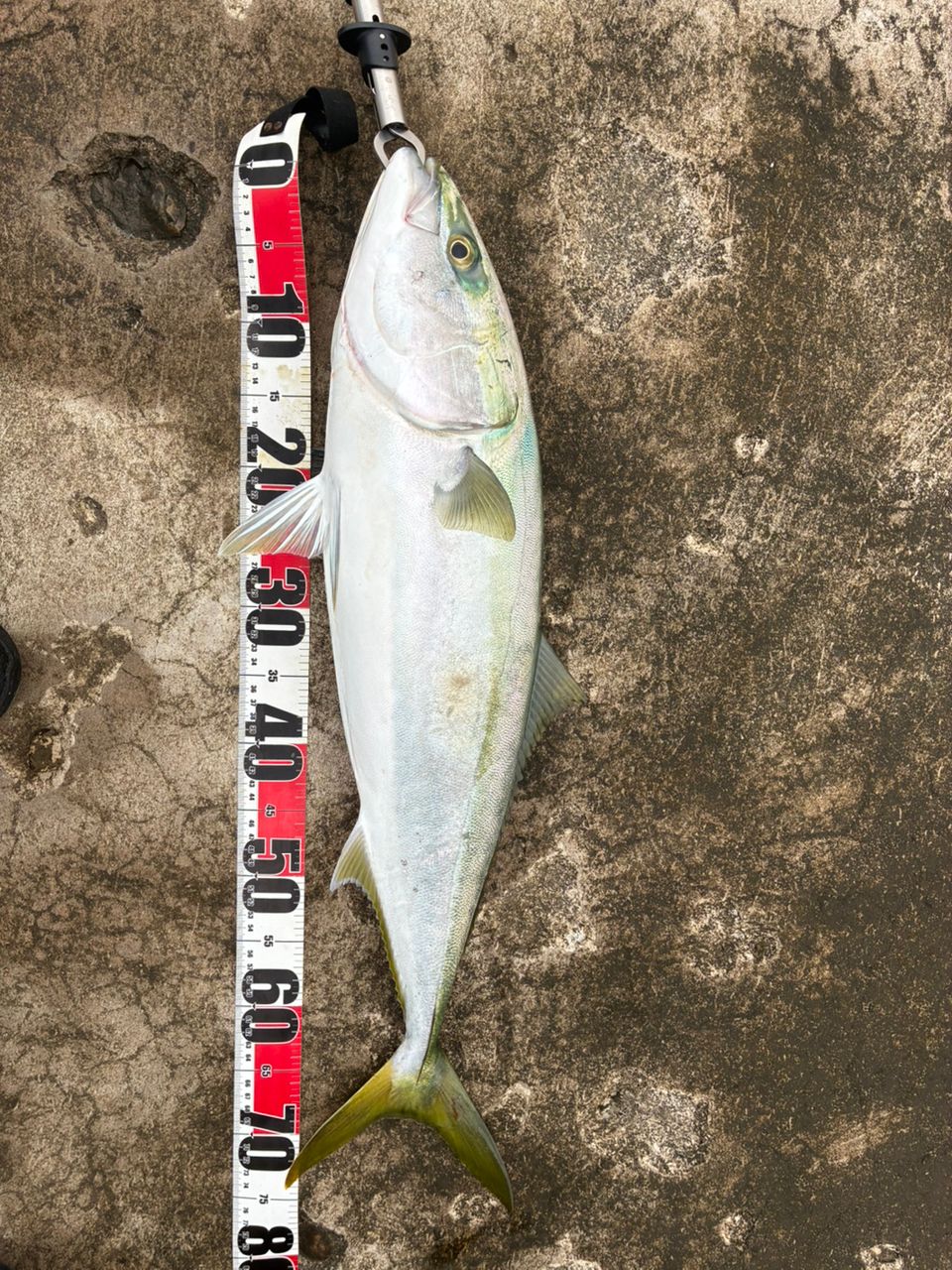 SHIMANO 20ワールドシャウラ BG 21053R-3の最安値・インプレ・釣果