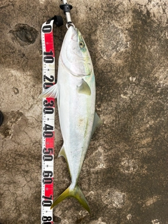 ワラサの釣果