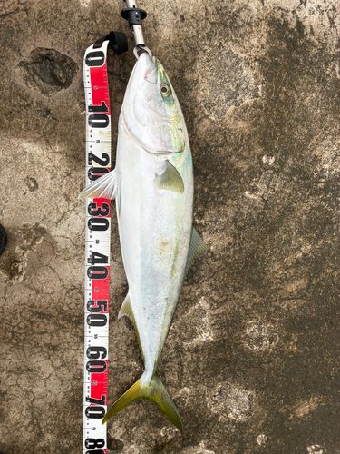 ワラサの釣果
