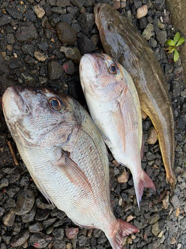 マダイの釣果