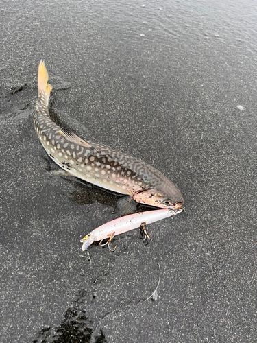 アメマスの釣果