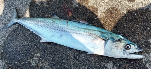 サワラの釣果・釣り情報まとめ【2026年最新】 - アングラーズ | 釣果