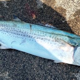 サワラの釣果・釣り情報まとめ【2026年最新】 - アングラーズ | 釣果