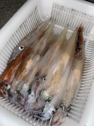 ヤリイカの釣果