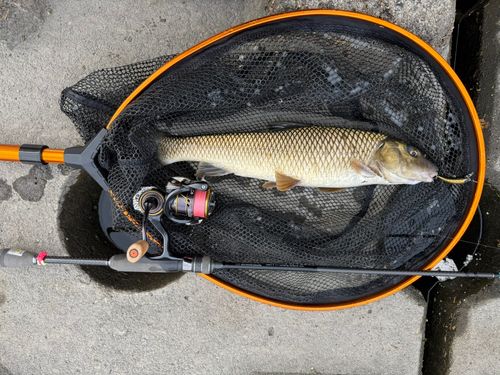 ニゴイの釣果