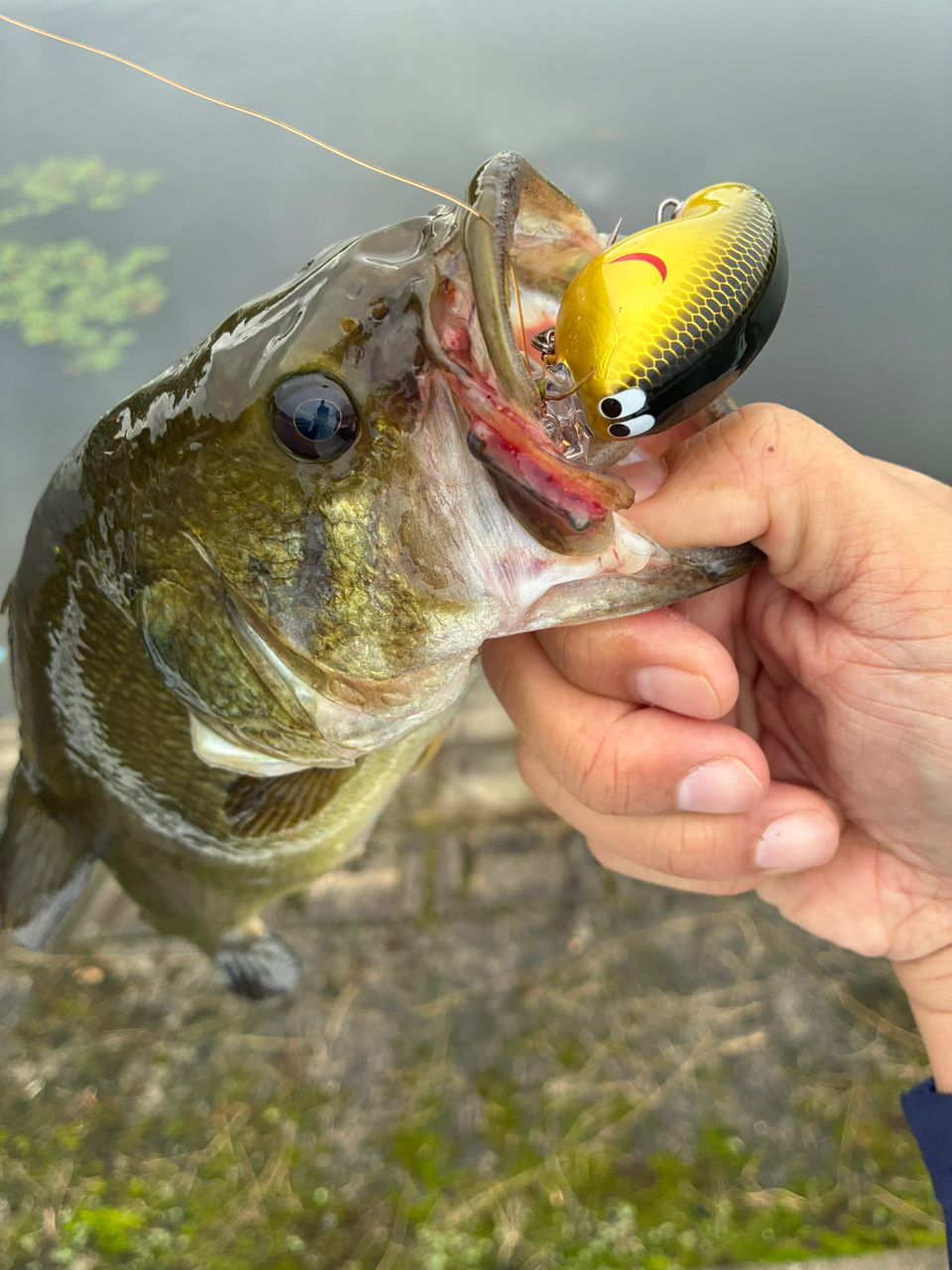 ブラックバスの釣果写真