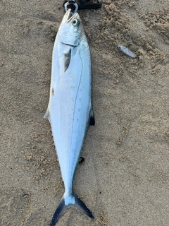 イケカツオの釣果