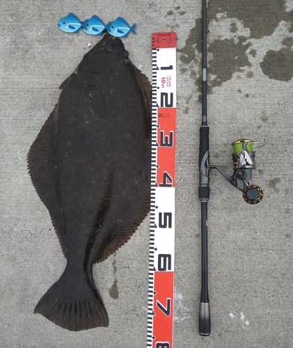 ヒラメの釣果