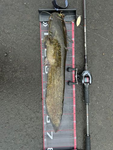 ニホンナマズの釣果