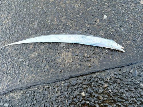 タチウオの釣果