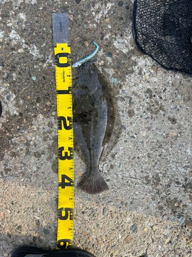 ヒラメの釣果