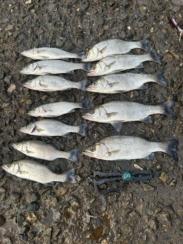 セイゴ（ヒラスズキ）の釣果