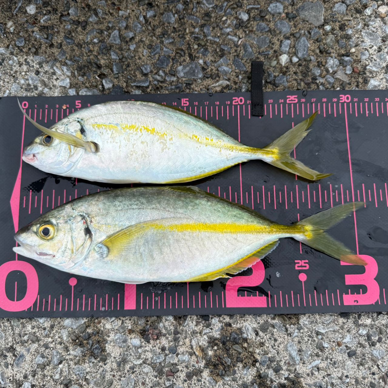 DAIWA 18レガリス LT4000D-CXHの最安値・インプレ・釣果 | 本音の