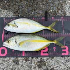 シマアジの釣果