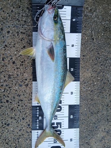 ハマチの釣果