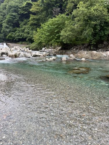 アユの釣果