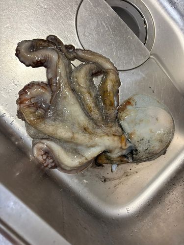 タコの釣果