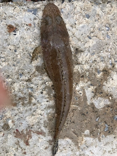 コチの釣果
