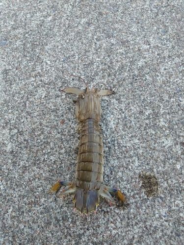 シャコの釣果