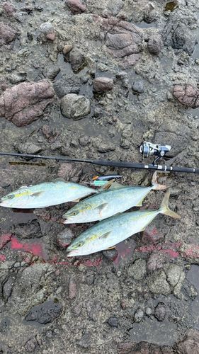イナダの釣果