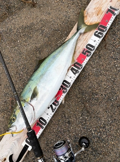 イナダの釣果