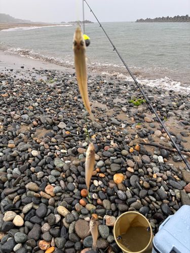 キスの釣果