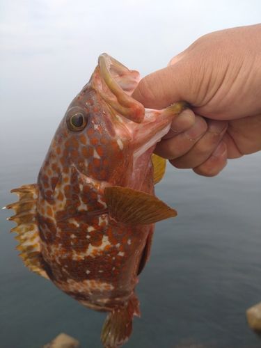 キジハタの釣果